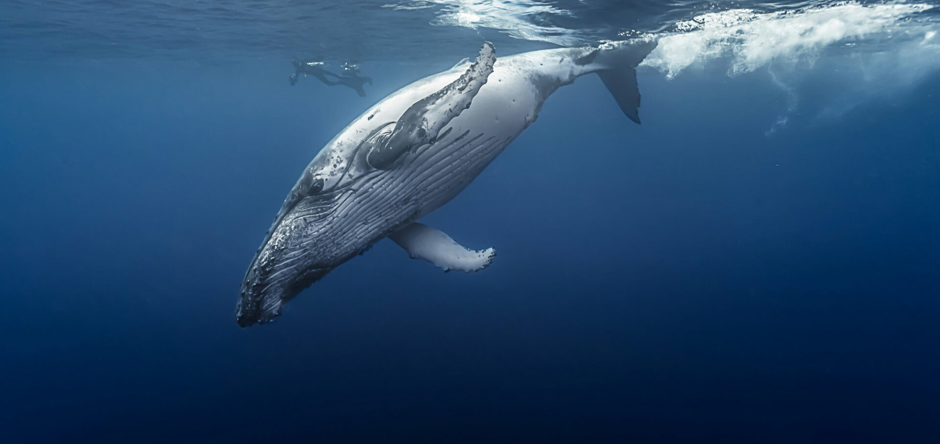 Stille Nacht für Wale