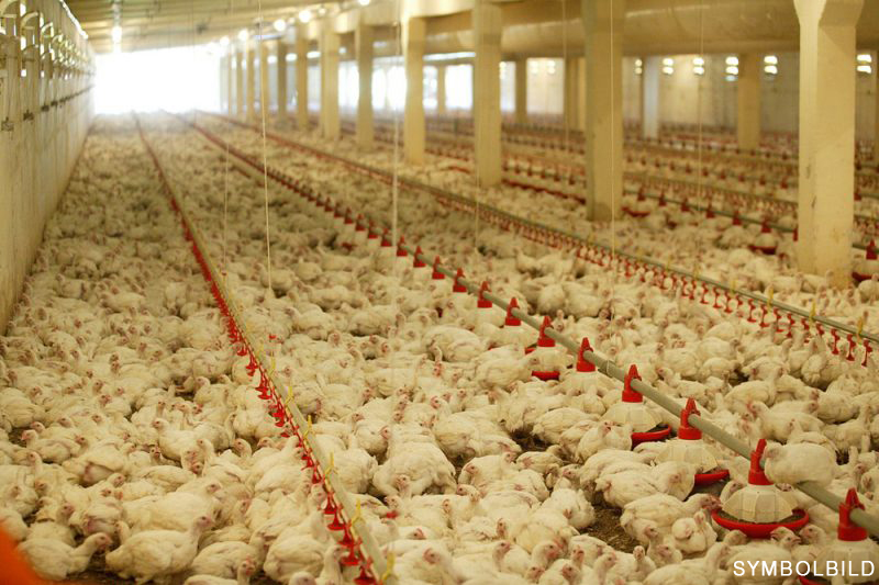 Symbolbild: Das weltweit typische Bild einer intensiven Hühnermastanlage. © Naim Alel/wikimedia