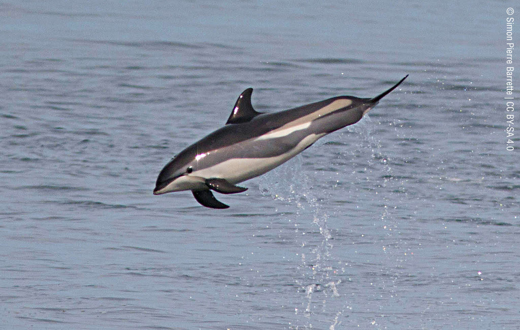 Red Sea in the Atlantic Ocean: 1500 dolphins killed in the Faroe Islands