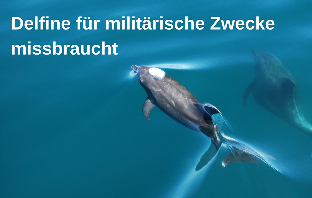Delfine für militärische Zwecke missbraucht