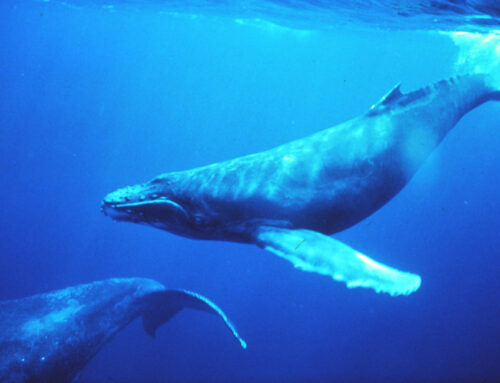 Despite leaving, Japan still pulls the strings within Whaling Commission: IWC to start in Slovenia.