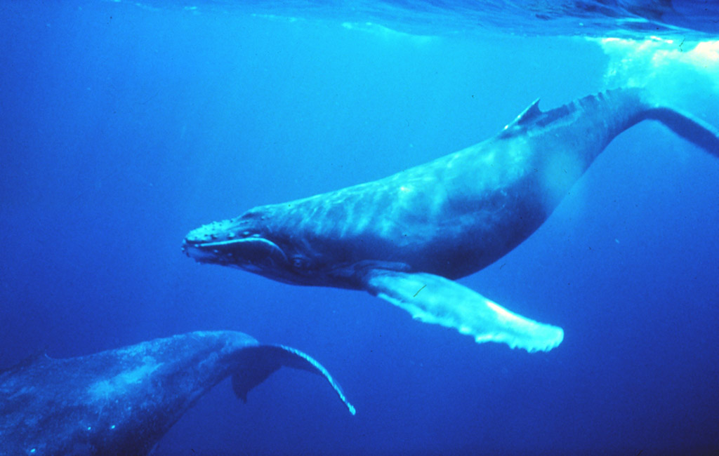 Nach Austritt: Japan zieht weiterhin die Strippen innerhalb der Walfangkommission. IWC beginnt in Slowenien.